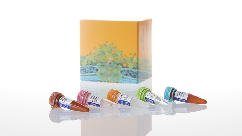 JA1011_RealTime-Glo--Annexin-V-Apo-and-Nec-Asay_3