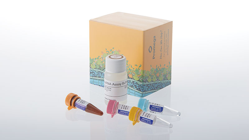 w2051-lumit-n1-methylpseudouridine-dsrna-detection-assay