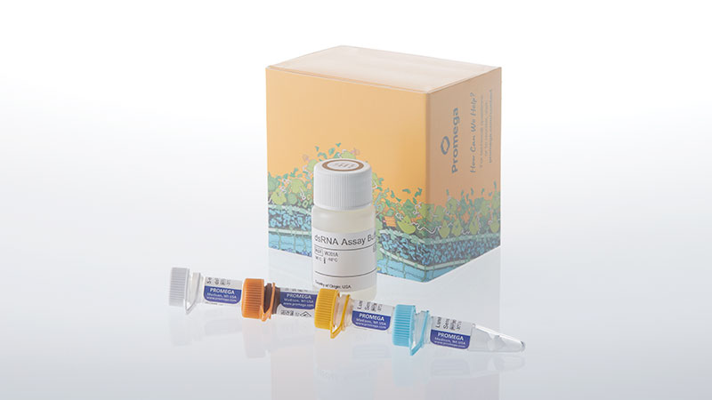 w2081-lumit-5-methylcytidine-dsrna-detection-assay