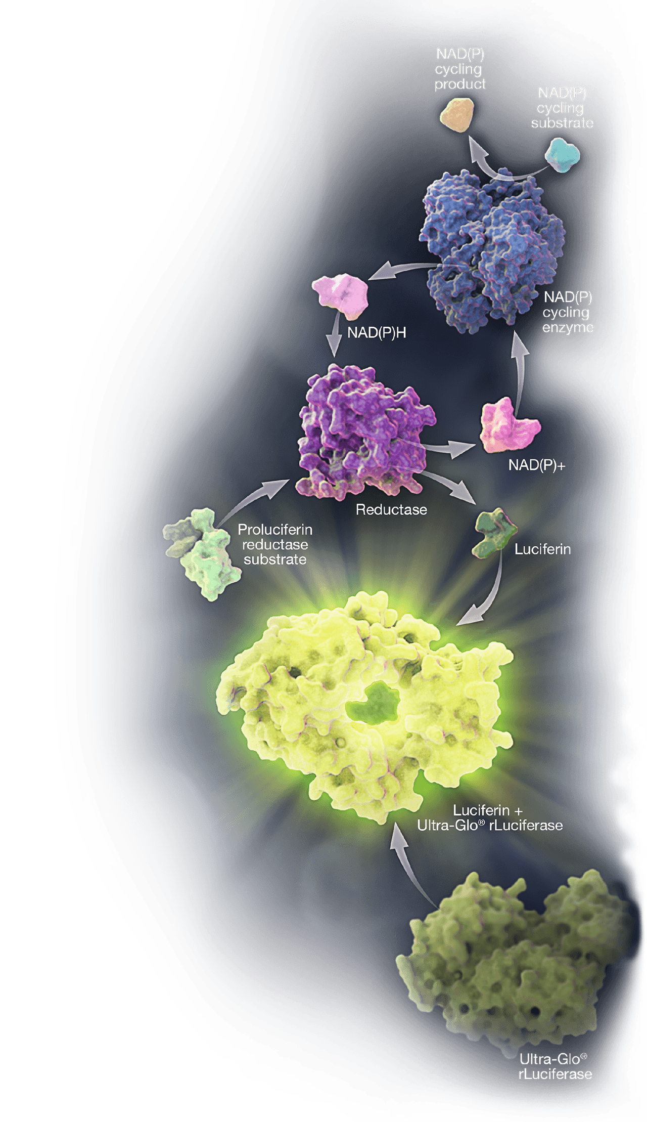 NADP_NADH_Foreground-Image