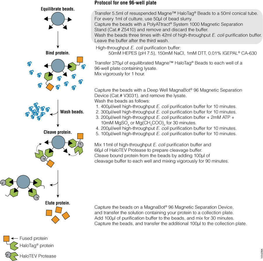 Schematic diagram of protein purification using the Magne™ HaloTag® Beads