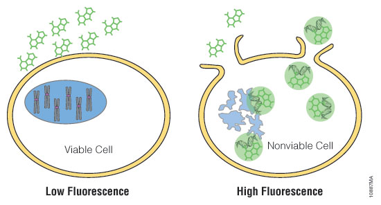 celltox green assay