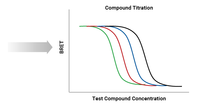 NanoBRET™ TE CDK Selectivity System Workflow; Day 2 - Acquire Data