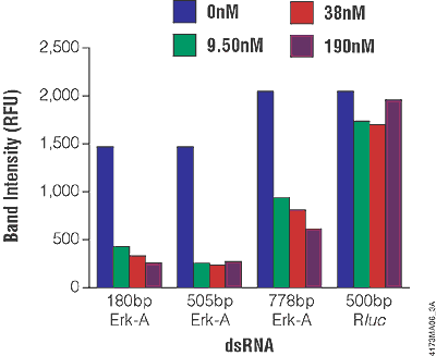Effect of Erk-A dsRNA length and concentration on Erk-A protein levels in S2 cells.