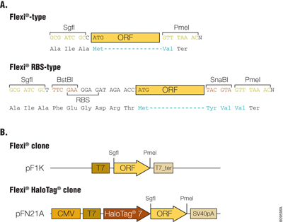 Multi-panel schematic showing flanking sequences and functional elements of Flexi® ORF clones, illustrating differences between Flexi® and Flexi®-RBS designs and their use in N-terminal or C-terminal protein fusion expression vectors.