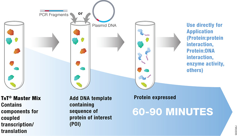 90 Minute In Vitro Translation Protocol