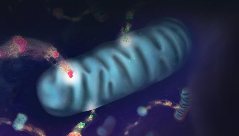 rr-cellhealth-glucose-uptake-812x463